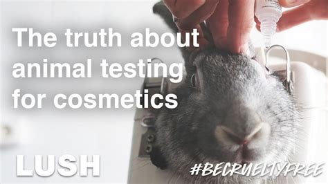 does chanel cosmetics test on animals|is chanel animal testing.